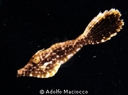 Juvenile File fish in the "Space".
Did not clean backsca... by Adolfo Maciocco 